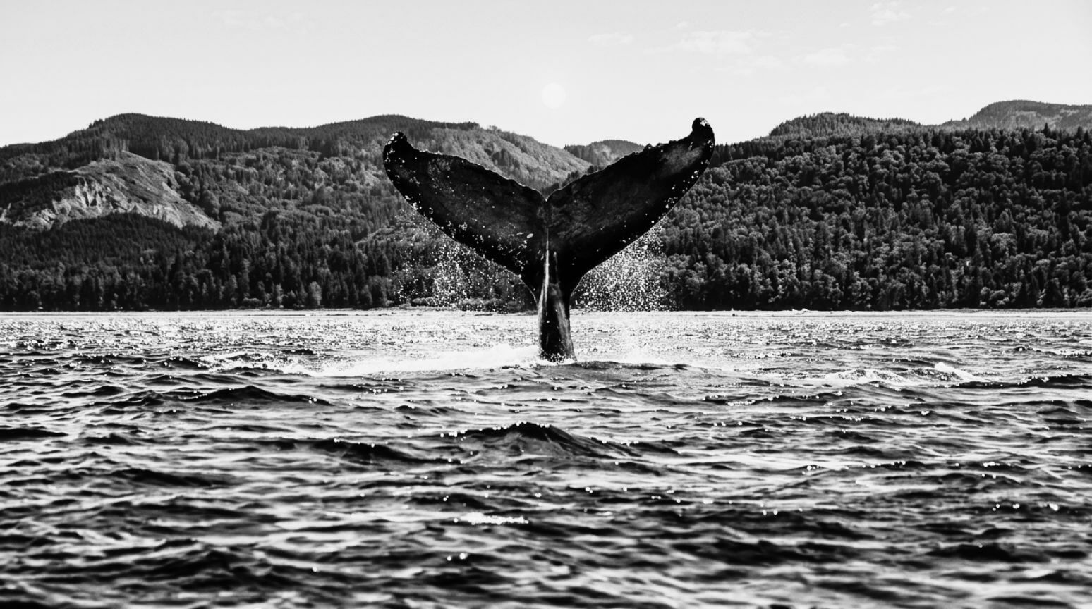 quebec valassafari sivusto